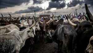 Union decries proposed relocation of Aba cattle market to Obehie