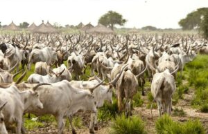 Police arrest immigration officer, 5 others with 164 allegedly stolen cows