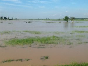 Kebbi rice farmers lost N1bn to flood — Official
