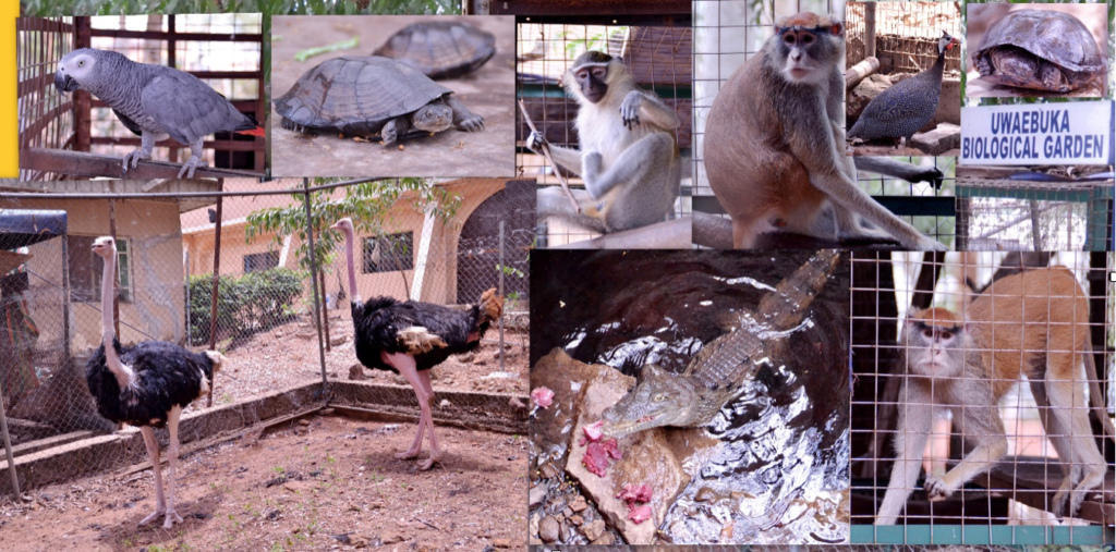 Uwaebuka Biological Garden Lake2
