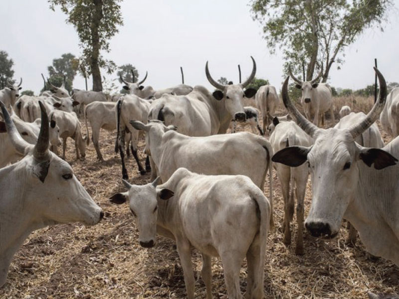 Technology, innovation will galvanise N13trn livestock industry ― NIAS