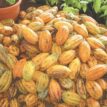 Nigeria’s cocoa more valuable than gold, crude oil ― Dr Ofuka