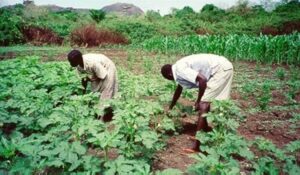 Farmers raise alarm as insecurity threatens food availability