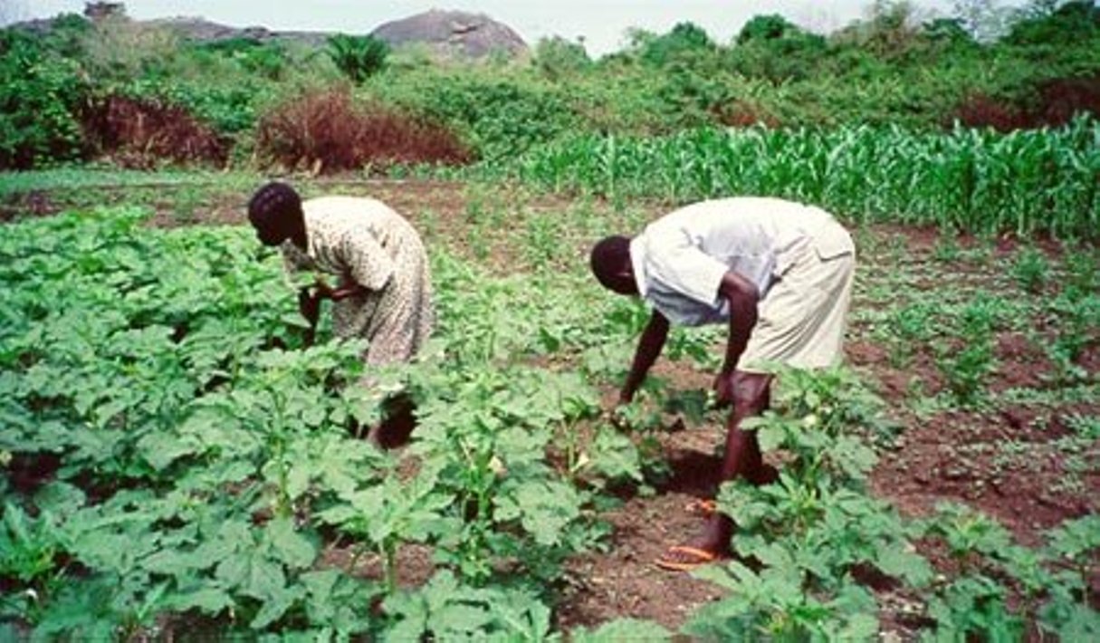 Agribusiness: Farmers insured’ll receive payment of claims — NAIC