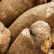 Agribusiness: FG builds capacity of extension workers on yam production