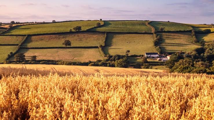 UK announces farming policy to replace EU subsidies after Brexit transition