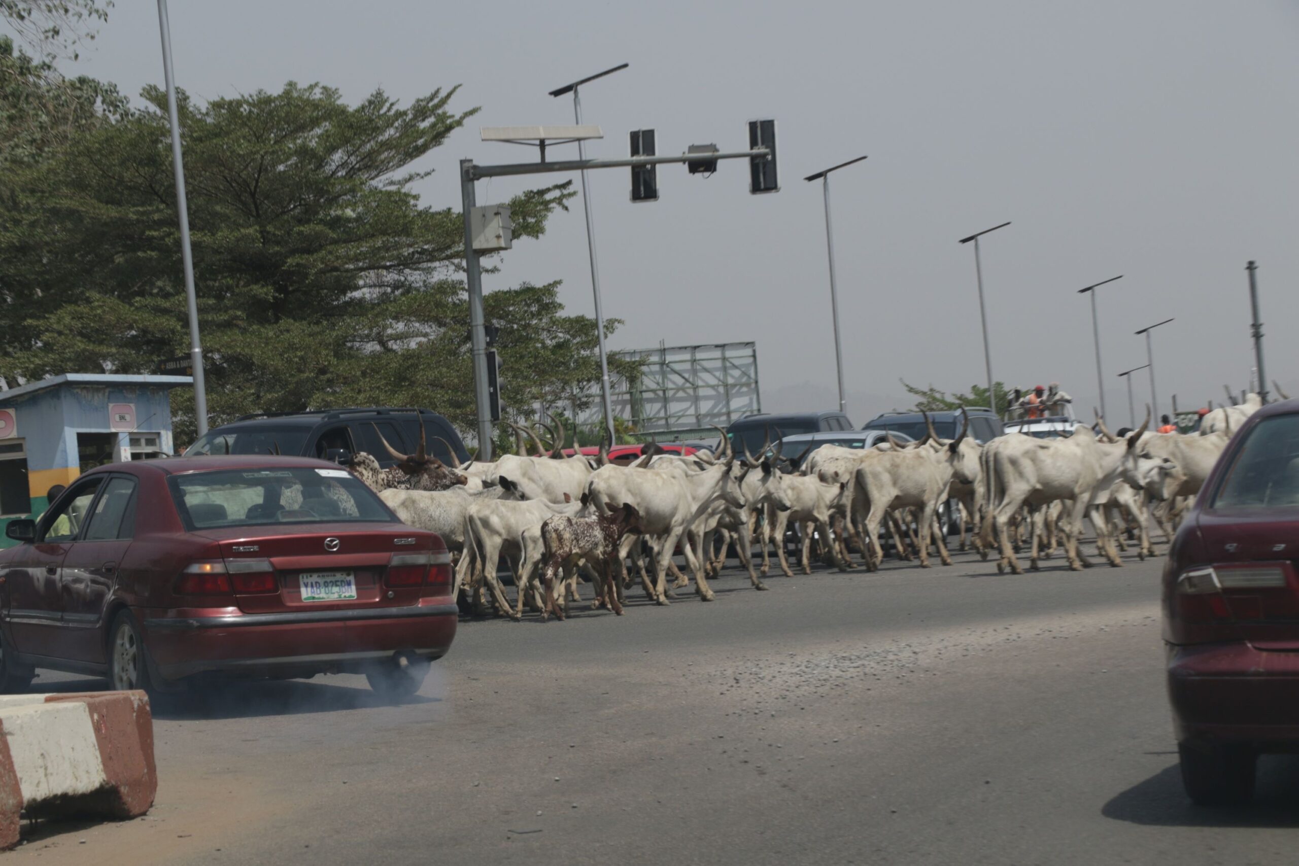 Federal Capital Cows: Cattle, motorists on Abuja road