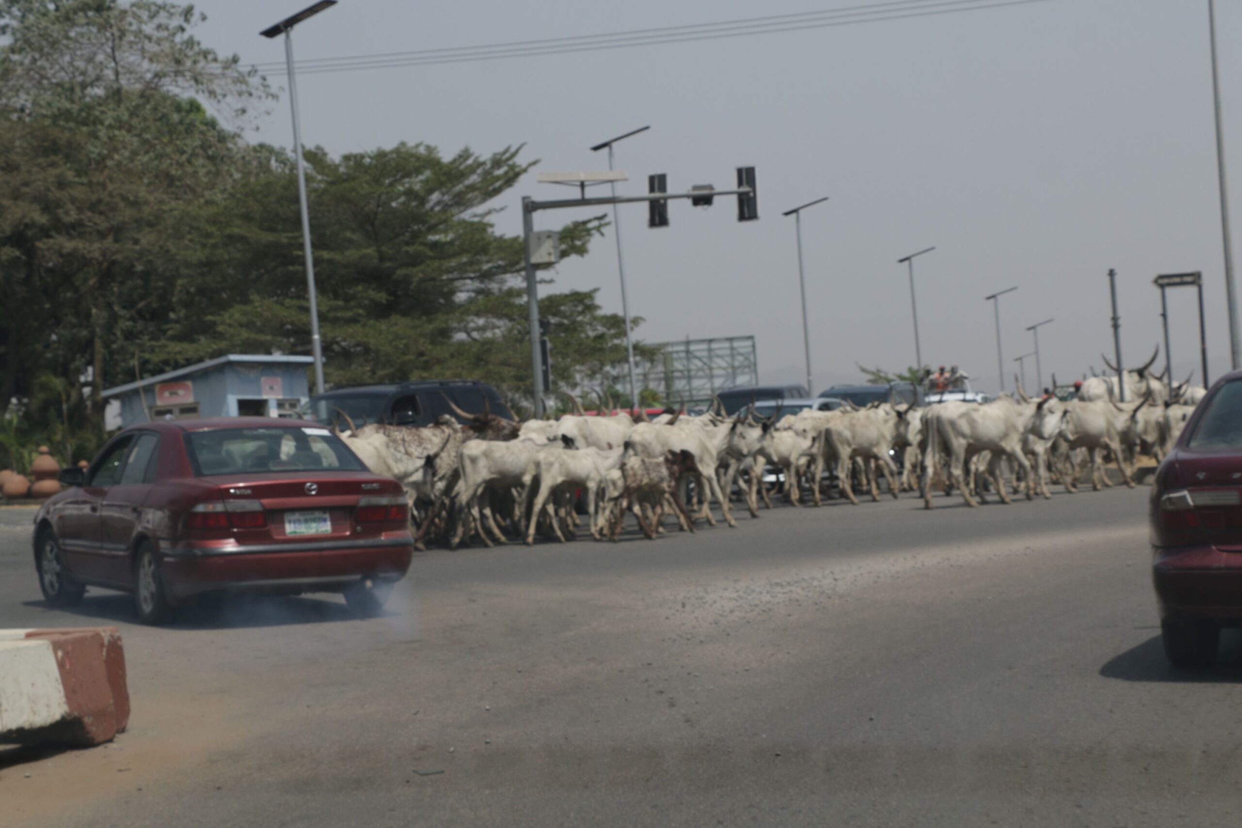 707A5DBC 450B 4BF8 BFF0 4CE341FC7DF7 scaled [PHOTOS] Federal Capital Cows: Cattle, motorists finding space on Abuja road