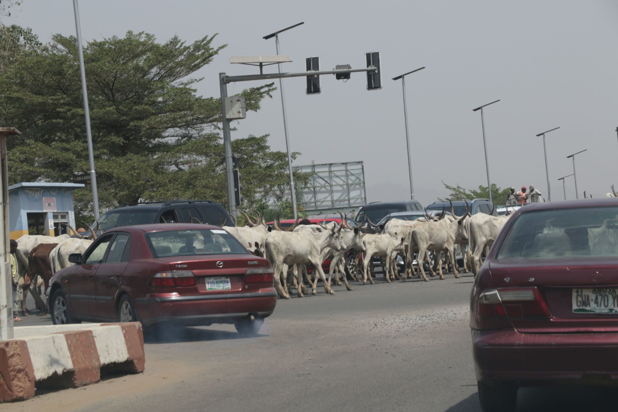 ABABB608 2B36 4F65 9EEA D77D21C73756 scaled [PHOTOS] Federal Capital Cows: Cattle, motorists finding space on Abuja road