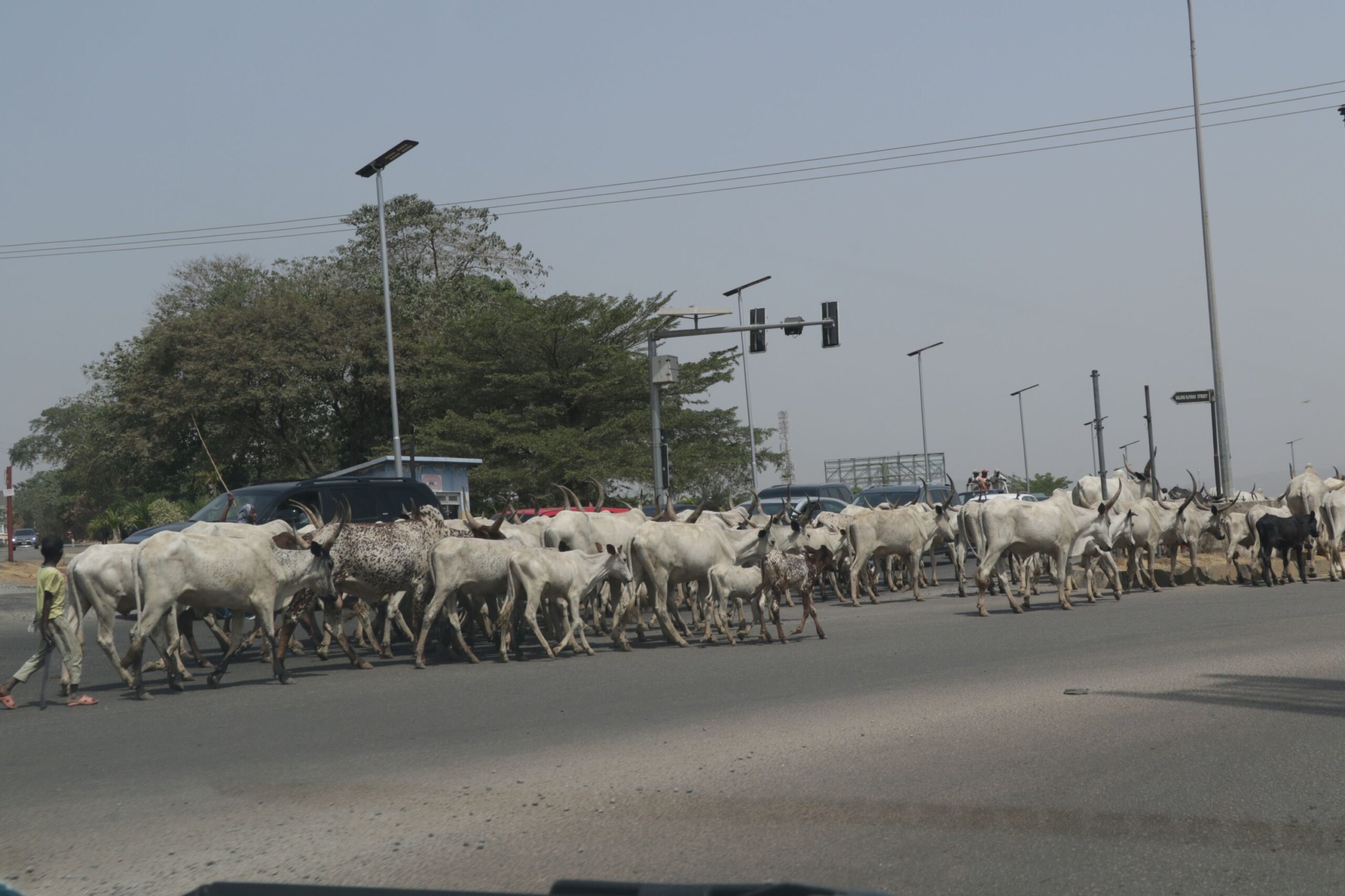 E98CB07F DF49 41CF 9C27 D5858E31C531 scaled [PHOTOS] Federal Capital Cows: Cattle, motorists finding space on Abuja road
