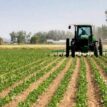 Food Security: NALDA moves to reactivate 1,200 hectares farmland in Ekiti