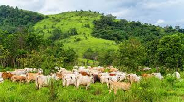Nigeria cannot sustain open grazing — Governors