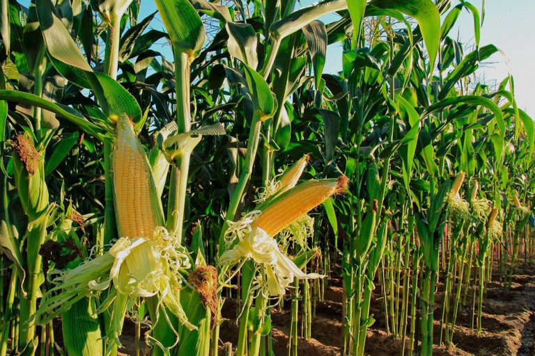 Aflatoxins: Stakeholders commend HarvestField’s Aflasafe for salvaging maize production