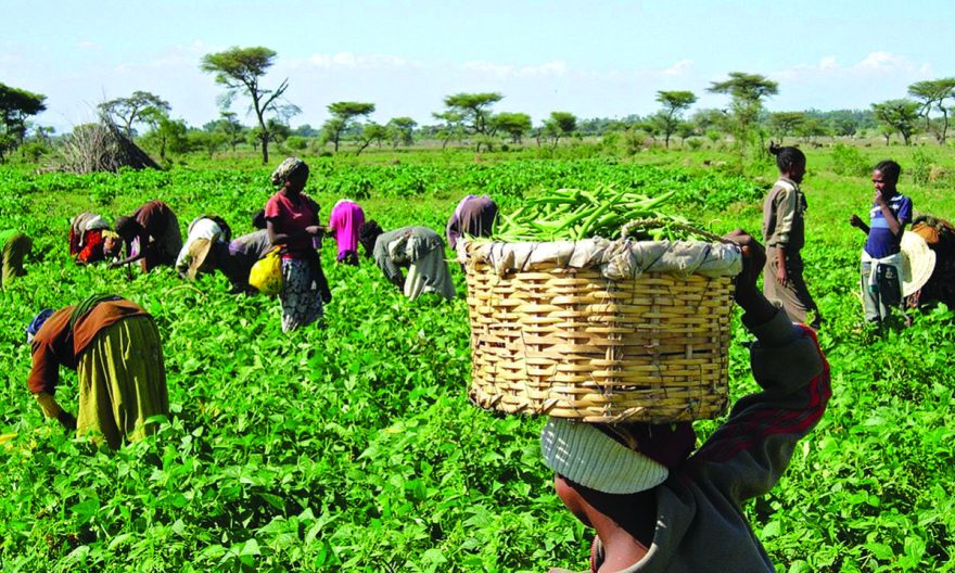 Wet Season Farming: Farmers express worry over high prices of fertilizers, availability