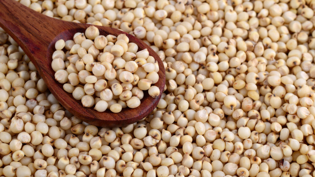 FG, stakeholders synergise to up-scale sorghum production, dominate int’l market