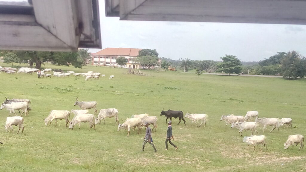 IMG 20210507 102526 PHOTO: Fulani herdsmen, cows invade premises of FUTO, Owerri